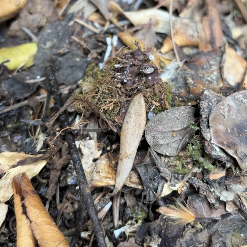 Leaves, branches, and tiny insects